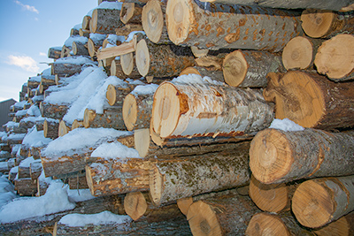 healthy wood for firewood small DSC 1522